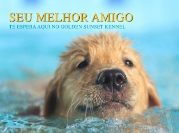 Galeria de Imagens: É hora de se refrescar! Nossos Goldens amam nadar!