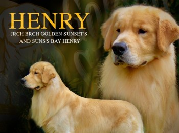 Galeria de Imagens: Henry - Golden Sunset