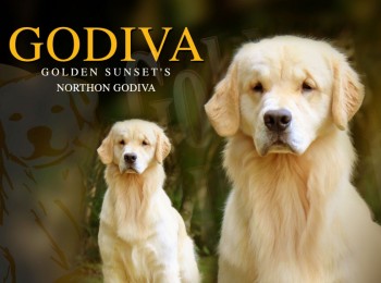 Galeria de Imagens: Godiva - Golden Sunset's Northern Godiva